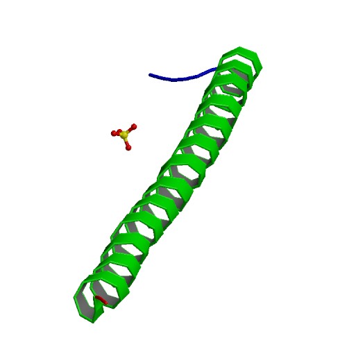 APC Protein